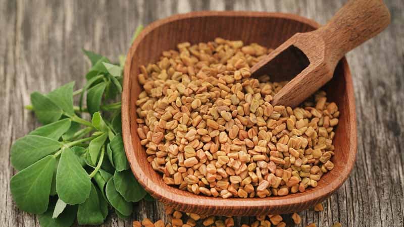 Fenugreek